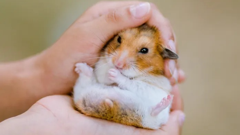 Petzee